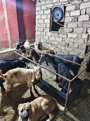 Mal-qara: Satlıq keçi sürüsü - Növ: yerli cins qarışığı (ağ, qara, boz və — 5