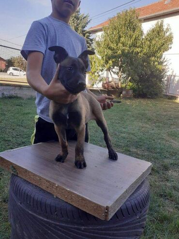 Psi: Na prodaju štenci belgijskog ovčara - MALINOA, oštenjeni 10.08.2023 — 8