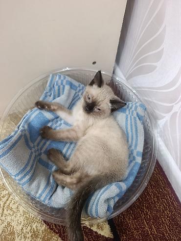сиамский кот сколько стоит: Тайская, 1 месяц, Девочка, Приучена к лотку — 2