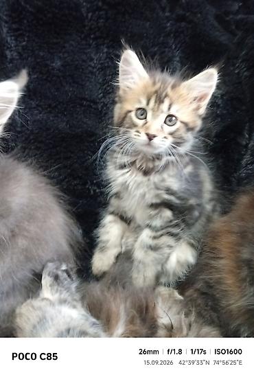 слив казанской пантеры: Мейн-Куны 🥰🥰🥰. Продаются котята Рысята ♥️ Чистокровные, Шикарные — 5