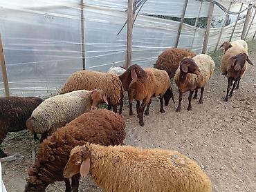berde mal bazari: Dişi, Qala, il: 1, 50 kq, Damazlıq, Ünvandan götürmə — 6