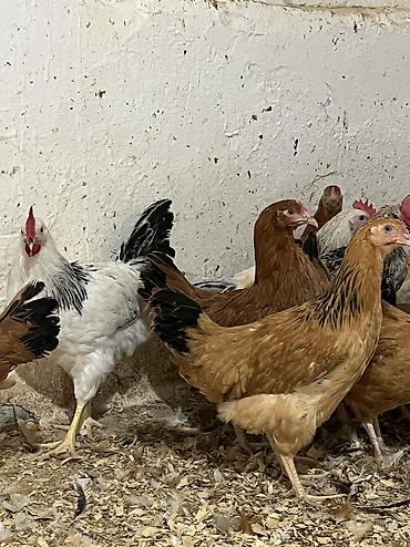 amadin qusu: Toyuq, Damazlıq — 5