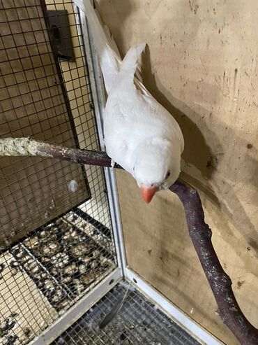 Digər quşlar: Məhsul: Halqa boyunlu parakitlər (Alexandrine/Indian Ringneck növü) — 11