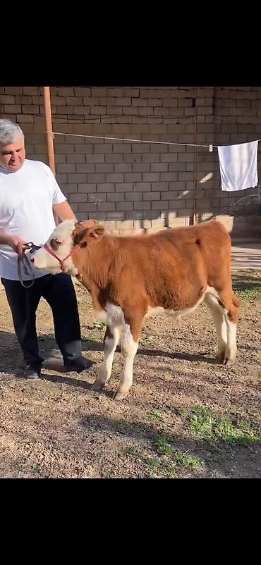 Dana, buzov: Satılır: simmental tipli dana - Cins: ətli istiqamət – simmental — 8