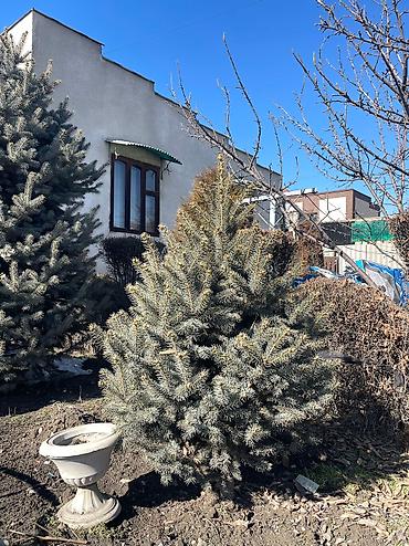 Декоративные деревья: Саженцы деревьев: Ели, Платная доставка, Самовывоз — 4