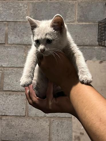 Отдам даром кошку: Кошка даром: Беспородная, 3 месяца, Девочка at lalafo.kg — 11 Отдам даром кошку: Кошка даром: Беспородная, 3 месяца, Девочка — 11