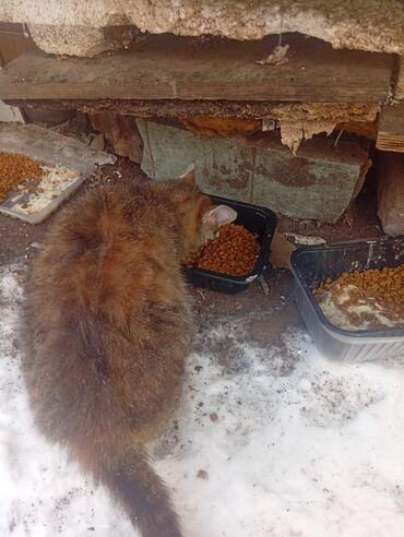 Отдам даром кошку: 4 месяца, Девочка — 9