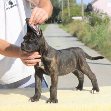 Psi: Cane Corso štenci dostupni za rezervaciju! U ponudi imamo tri na lalafo.rs — 3 Psi: Cane Corso štenci dostupni za rezervaciju! U ponudi imamo tri — 3