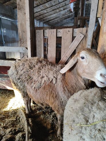 Бараны, овцы: Продаю | Овца (самка) | Для разведения | Матка — 10