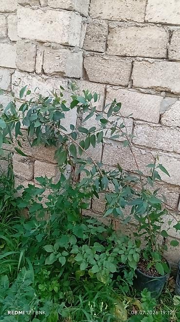 beryoza ağacı azerbaycan dilinde: Eukalipt fidanları (qara plastik dibçəklərdə) - Növ: Eucalyptus — 3