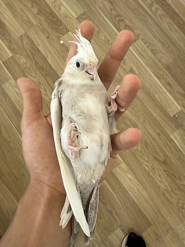 корелла: Ağüz (Whiteface) Korella tutuquşusu balaları. Tutuquşular ələ — 1