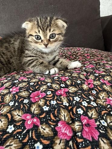 Продажа кошек: Шотландский вислоухий котёнок (Scottish Fold) - Окрас: коричневый — 3