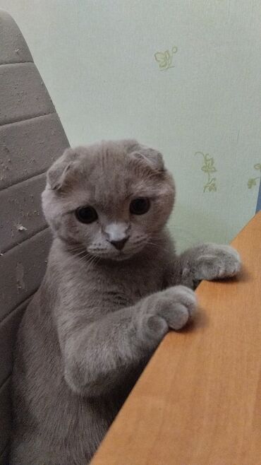 японская порода кошек: Продаю котика. пятимесячный. порода скоттиш. мальчик. 400 долларов