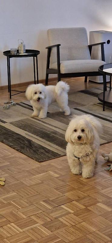 Psi: Tulearski pas (Koton)-štenci Na prodaju su 3 preslatka šteneta rase — 7