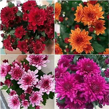 Хризантема: Продается хризантема мультифлора и корейская. Подростки. По 80 сом — 2