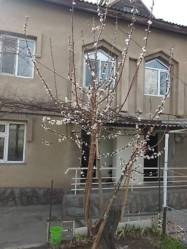 Продажа коттеджей и домов: 🏡 Продаётся просторный дом на 5–7 комнат в Таш-Кумыре Таш-Көмүр — 7