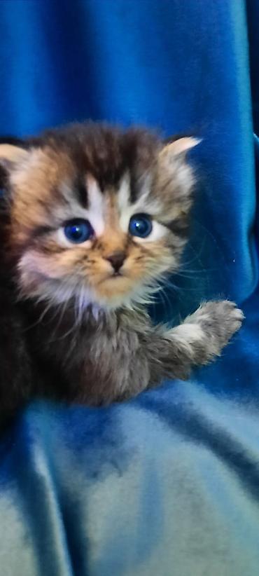 Pişiklər: Fars — 11