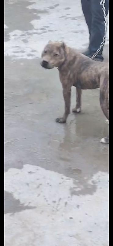 pitbul itlər: Pitbul, 10 ay, Dişi, Peyvəndli — 3