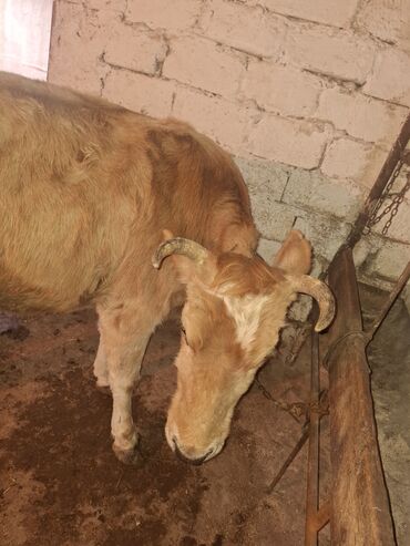 Inəklər, öküzlər: .qisir ineyler 2 de kokdu — 1