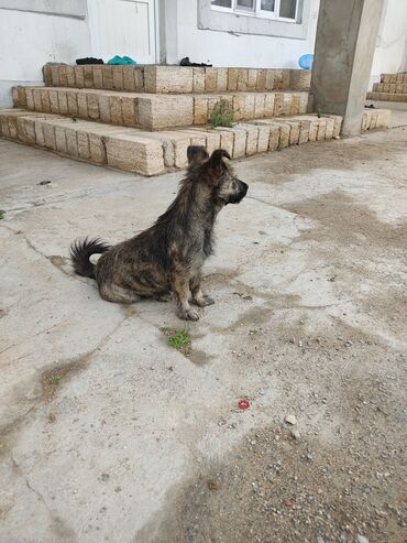 labrador it: Pudel, 1 il, Dişi