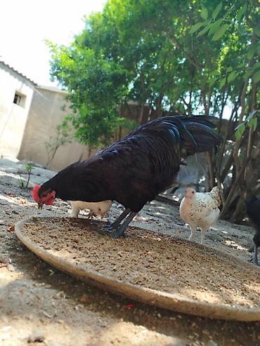 meşə toyuğu: Təmiz avsrolop xoruzlardi 5ayliqdi 3 kiloya yaxin çəkiləri var — 1