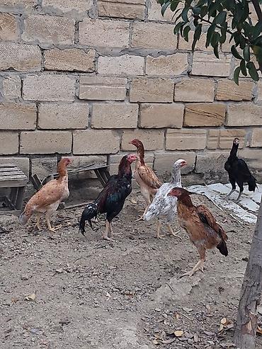 toyuq satılır: Real alicilar narahat etsin xaiw — 9