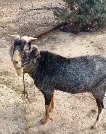 коза дойная: Продаю | Козёл (самец) | Для разведения | Осеменитель