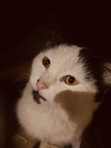 продажа домашних животных: Беспородная, 1 месяц, Девочка, Белый