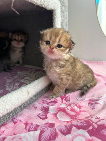 Pişiklər: Qold şotland dişi balalar əzizləriniz üçün ən gözəl seçimdir😊🤌buyurun -da lalafo.az — 10 Pişiklər: Qold şotland dişi balalar əzizləriniz üçün ən gözəl seçimdir😊🤌buyurun — 10