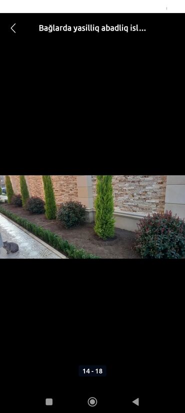 Toxumlar: Qazon çatrlma qurasdrma torf gubresi dermanlanmasi agaclarin ekini — 2