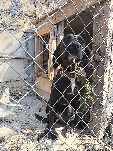 Другие товары для животных: Labrador Retriever, Dişi cinsidir, 8-9 aylıqdı, baxmağa vaxt yoxdu — 3