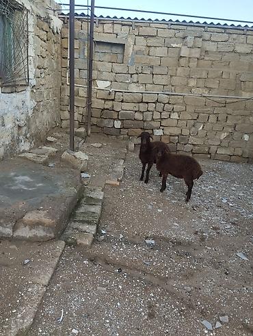 Quzu: Bir erkek bir dişi Qala quzusu cütü 550 manata tək satilmir .qiymət — 5