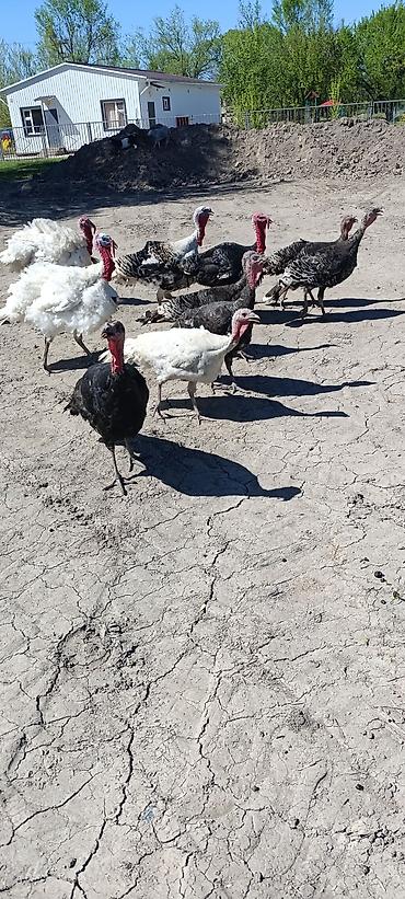 Индюки: Продаю | Индюшка (самка) at lalafo.kg — 10 Индюки: Продаю | Индюшка (самка) — 10