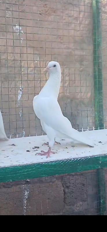 tap az yumurtlayan toyuqlar: Salam qarni tutmuş heyvanlardi ən az 4-5 saat uçuşlari var.Gözlərdə — 5