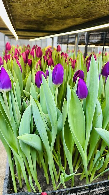 Букеты из живых цветов: ТЮЛЬПАНЫ ТЮЛЬПАНЫ ТЮЛЬПАНЫ на 8 марта. Бронь - Палитра: ярко‑желтые — 19