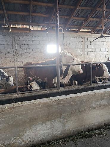 Коровы, быки: Продаю | Бык (самец) | Герефорд | На откорм | Племенные — 13