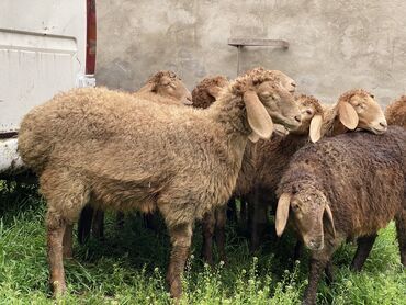 Бараны, овцы: Продаю | Овца (самка), Ягненок, Баран (самец) | Гиссарская, Полукровка, Эдильбаевская | Для разведения | Ярка
