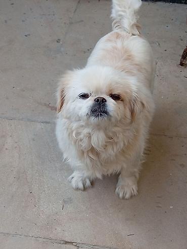 İtlər: Pekines — 9