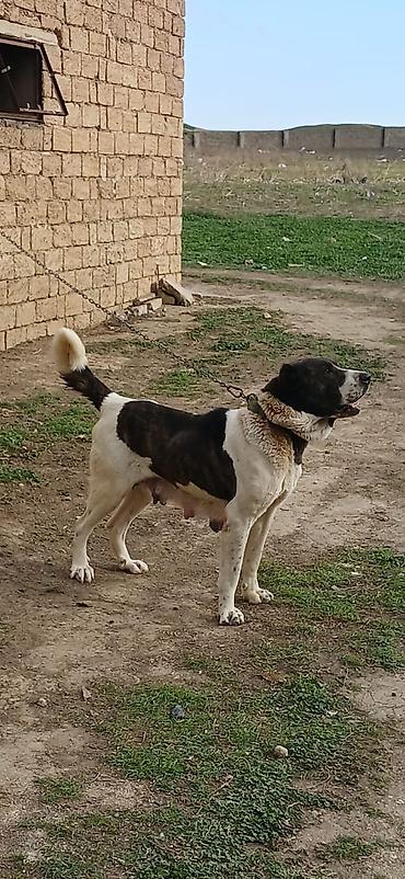 İtlər: Qurdbasar, 4 il, Dişi — 9