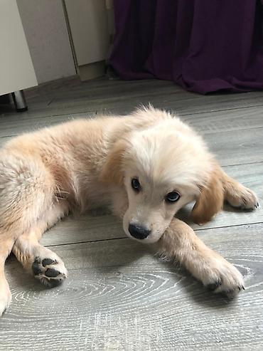 heyvan it: Labrador-retriver, 2 ay, Dişi — 2