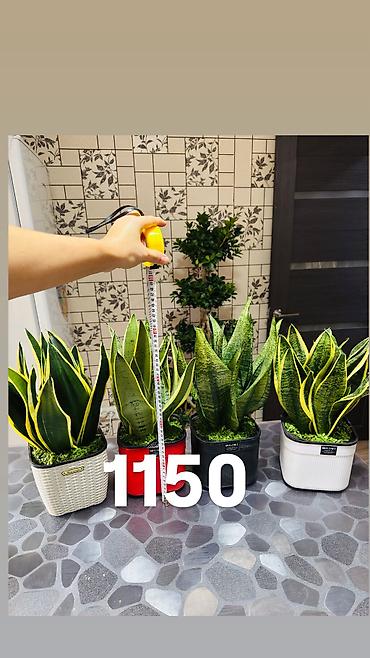 Другие комнатные растения: Комнатные цветы, цены написаны на фото — 22