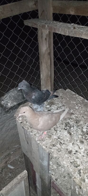 dəvəquşu yumurtası qiyməti: Balıqdan yenicə ayılmış quşlar satılır qiymət ikisinə aiddir və qiymət