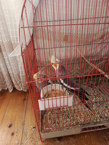 Tutuquşları: Iki ədəd korellə qəfəslə bir yerdə 60 azn