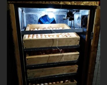 инкубатор на 5000 яиц цена: Продаётся инкубатор( можно выводить любые яйца домашних птиц) полный