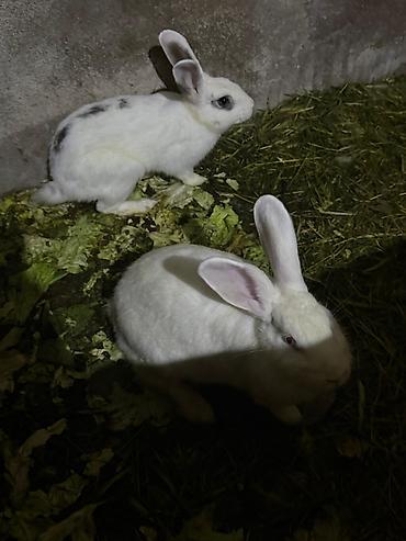 Dovşanlar: Ağ və alaca rəngli ev dovşanları - Növ: Ev/ferma dovşanı - Rənglər — 2