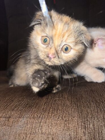 американская енотовая кошка: Редкий Шотландский вислоухий котёнок (окраc черепаховый) - Порода