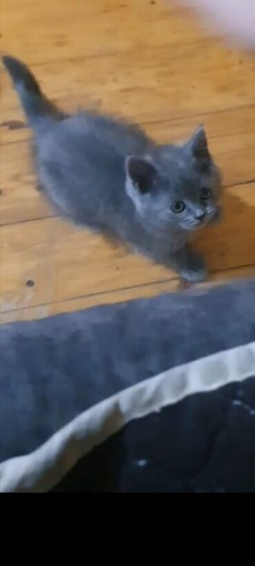 pişiklər üçün bit dərmanı: Британская, Самка, В добрые руки, Самовывоз at lalafo.az pişiklər üçün bit dərmanı: Британская, Самка, В добрые руки, Самовывоз