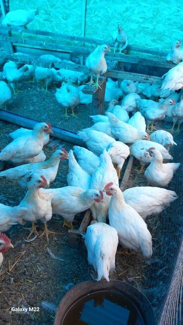 Птицы: Продоются цыпленки 2,5м порода Ломан Браун 350 сом