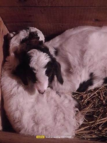 Козы, козлы: Продаю | Козлёнок | Зааненская | Для разведения at lalafo.kg — 2 Козы, козлы: Продаю | Козлёнок | Зааненская | Для разведения — 2