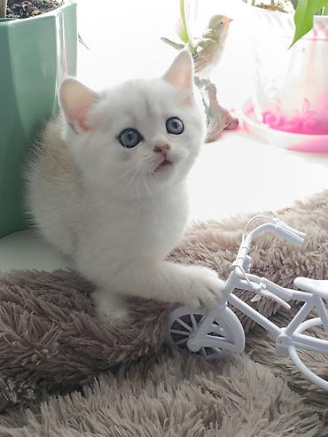 Продажа кошек: Скотиш Страйт (Шотландская прямоухая), 1 месяц, Девочка, Серебристая шиншилла, Приучена к лотку, Проглистована — 4